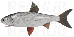 Елец сибирский