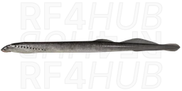 Минога каспийская