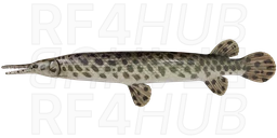 Панцирник пятнистый