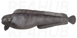 Зубатка синяя