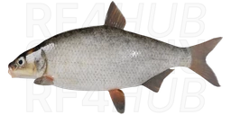 Рыбец
