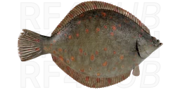 Камбала морская