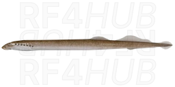 Минога украинская