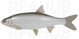 Елец