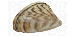 Дрейссена речная