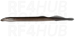 Минога трёхзубая