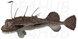 Морской чёрт