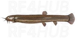 Вьюн