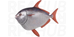 Опах краснопёрый