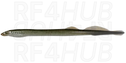 Минога сибирская