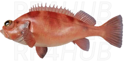 Окунь морской норвежский