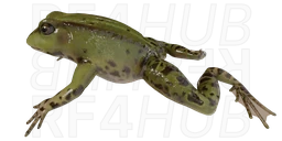 Лягушка