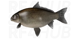 Буффало чёрный