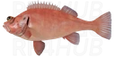 Окунь морской золотистый