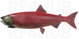 Нерка