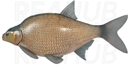 Лещ