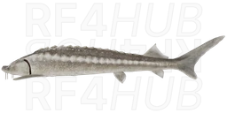 Шип