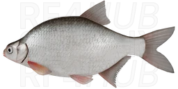 Густера
