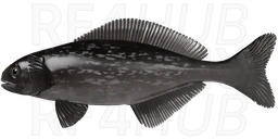 Центролоф чёрный