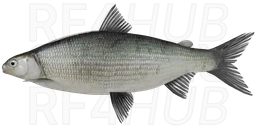 Сиг куорский