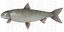 Кутум