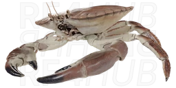Краб съедобный