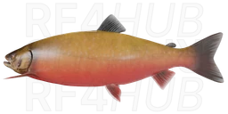 Голец Куорский
