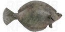 Камбала хоботная