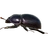 Жук навозный