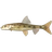 Пескарь