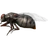 Муха