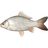 Карась серебряный