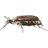 Майский жук