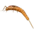 Личинка поденки