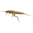 Личинка веснянки
